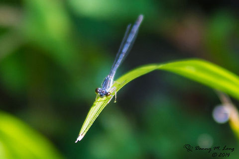 Damselfly  Fragile Forktail,Ischnura posita