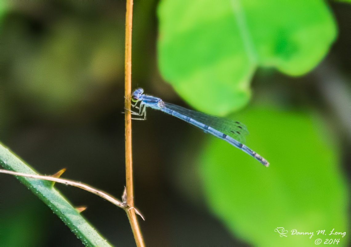 Damselfly  Fragile Forktail,Ischnura posita