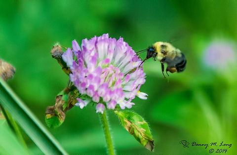 Bumble bee  Bombus griseocollis