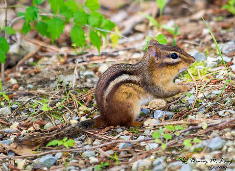 Chipmunk  Eastern chipmunk,Tamias striatus