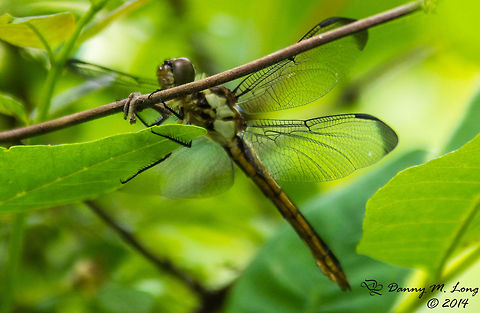 Great Blue Skimmer  Great Blue Skimmer,Libellula vibrans