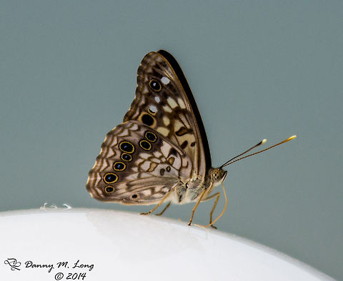 Hackberry Emperor  Asterocampa celtis