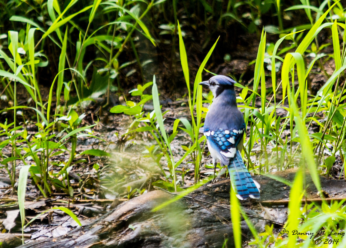 Bluejay  Blue jay,Cyanocitta cristata