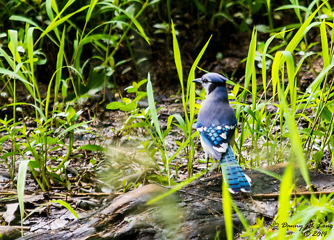 Bluejay  Blue jay,Cyanocitta cristata