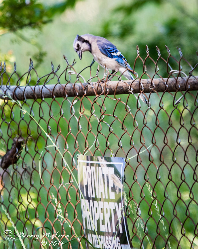 Bluejay Can birds read? I don't know, but an expression such as this is priceless. Blue jay,Cyanocitta cristata