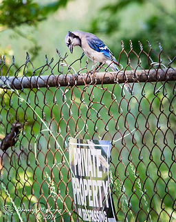 Bluejay Can birds read? I don't know, but an expression such as this is priceless. Blue jay,Cyanocitta cristata