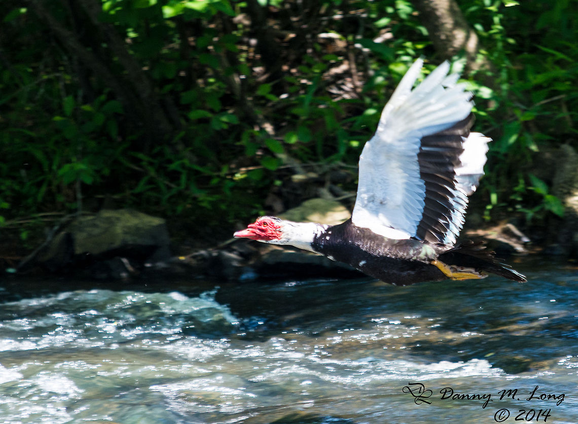 Muscovy Duck My friend you said you had never seen one in flight. Now you&#039;ve seen it twice Cairina moschata,Muscovy Duck