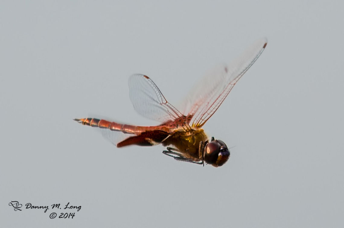 Carolina Saddlebags (Tramea carolina)  Carolina Saddlebags,Tramea carolina