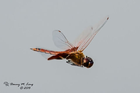 Carolina Saddlebags (Tramea carolina)  Carolina Saddlebags,Tramea carolina