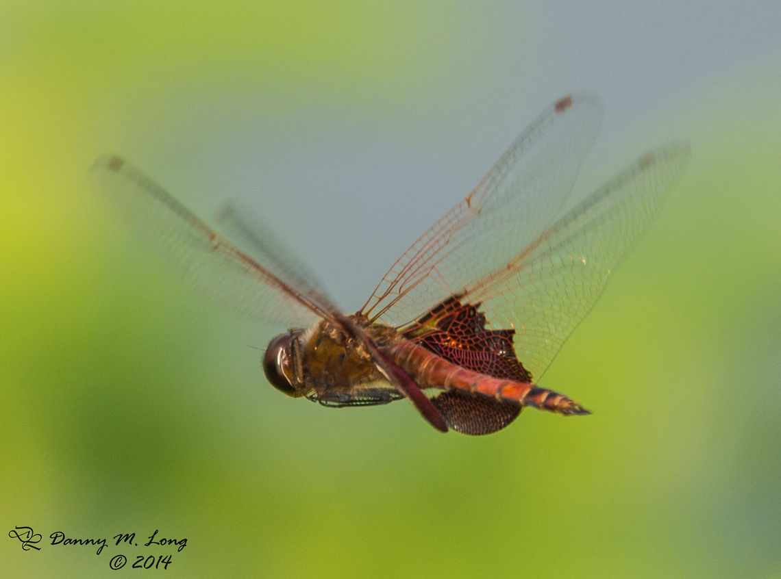 Carolina Saddlebags (Tramea carolina)  Carolina Saddlebags,Tramea carolina