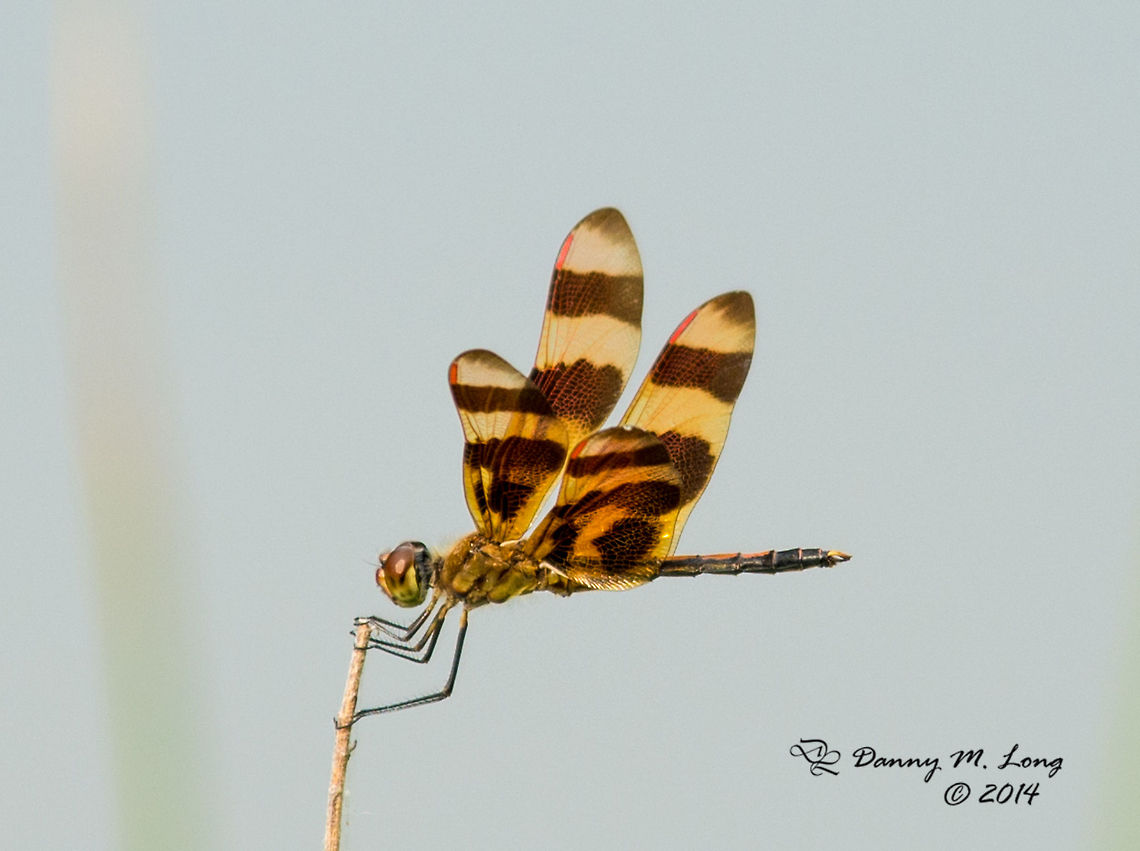 Halloween Pennant (Celithemis eponina)  Celithemis eponina,Halloween Pennant