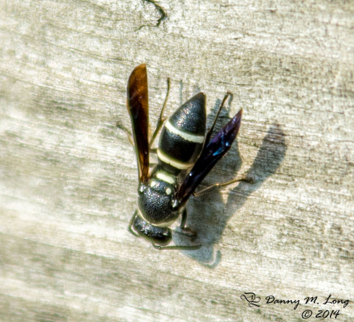 Black and white Wasp - Euodynerus megaera