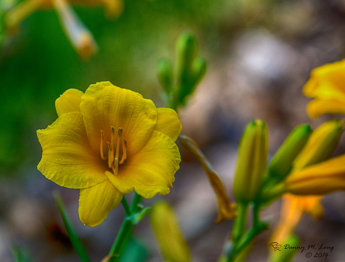 Daylily  Daylily