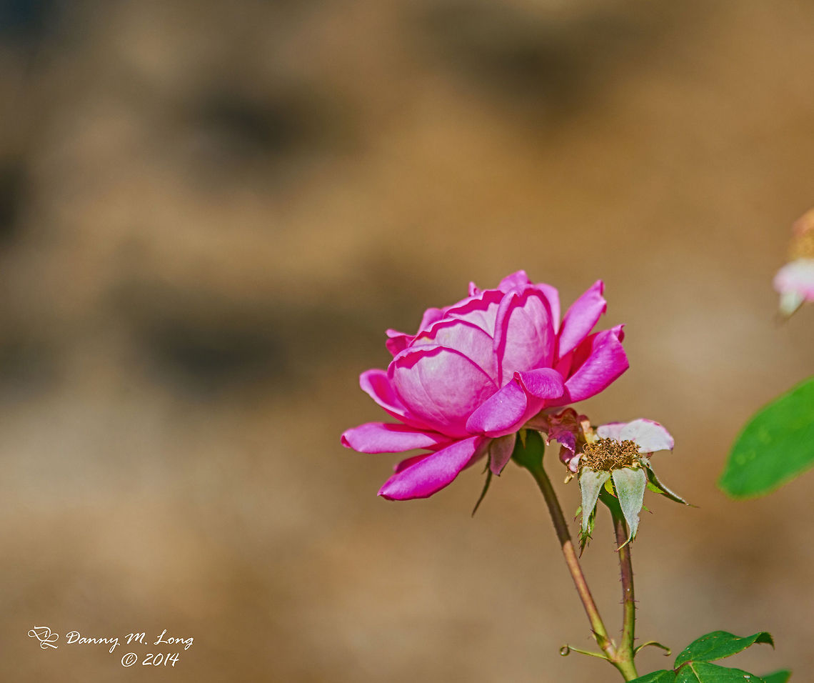 Pink Rose  Rose