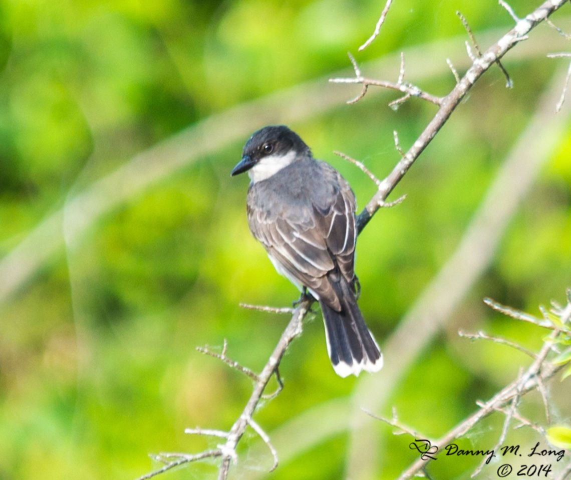 Eastern Kingbird  Eastern Kingbird,Tyrannus tyrannus