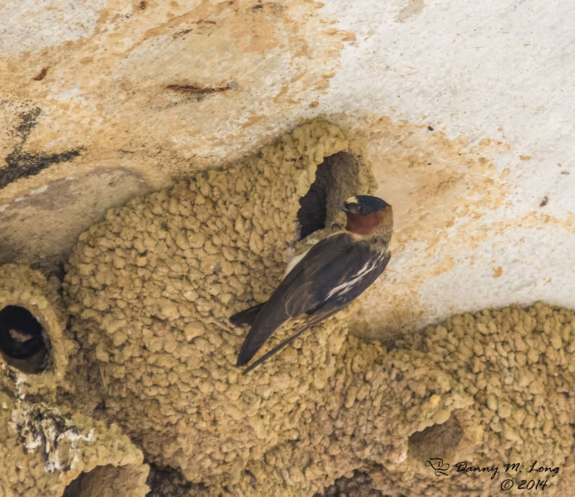 Cliff swallow  American Cliff Swallow,Petrochelidon pyrrhonota
