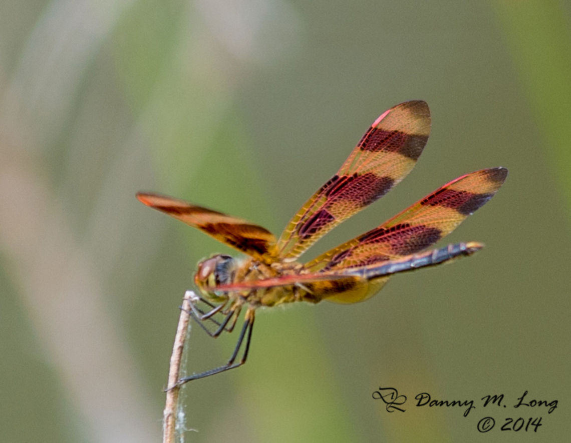 Halloween Pennant (Celithemis eponina) different angle  Celithemis eponina,Halloween Pennant