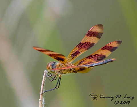 Halloween Pennant (Celithemis eponina) different angle  Celithemis eponina,Halloween Pennant