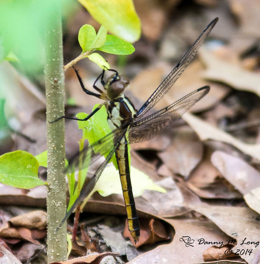 Great Blue Skimmer  Great Blue Skimmer,Libellula vibrans