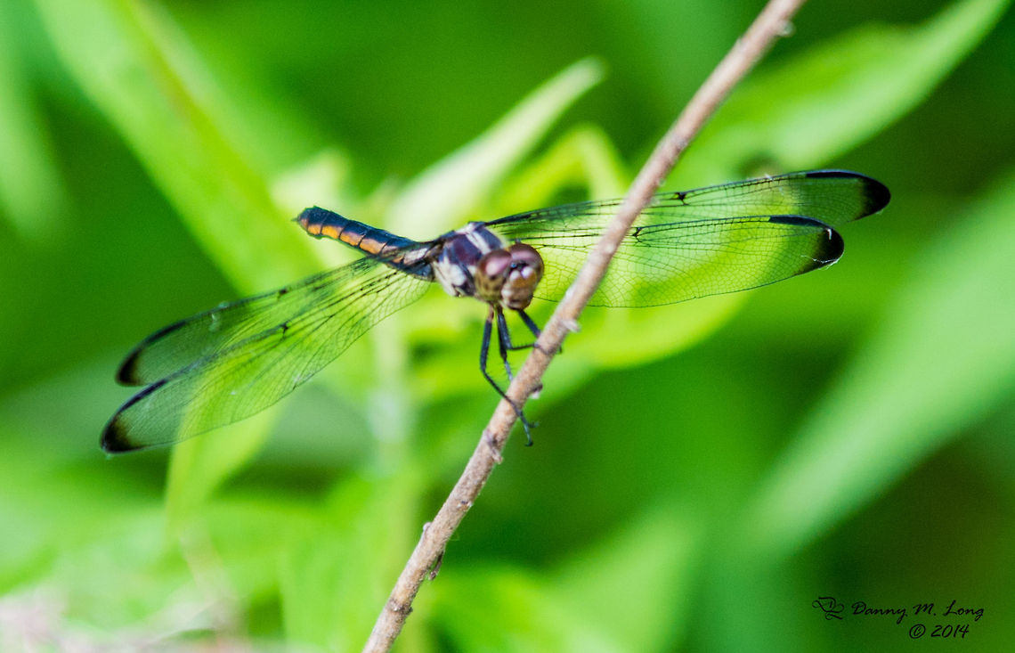 Great Blue Skimmer  Great Blue Skimmer,Libellula vibrans
