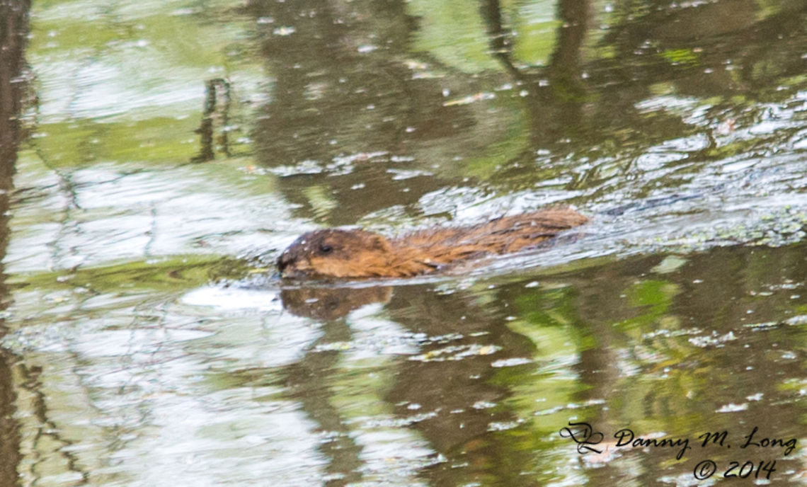 Beaver? I took this at the far end of my focal range just before the cliff swallows was unable to find the slippery lil fellow again.