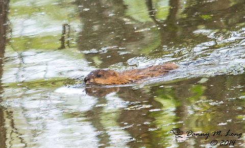 Beaver? I took this at the far end of my focal range just before the cliff swallows was unable to find the slippery lil fellow again.