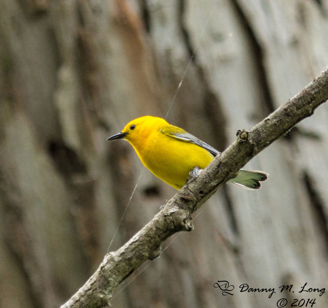 Prothonotary Warbler  Prothonotary Warbler,Protonotaria citrea