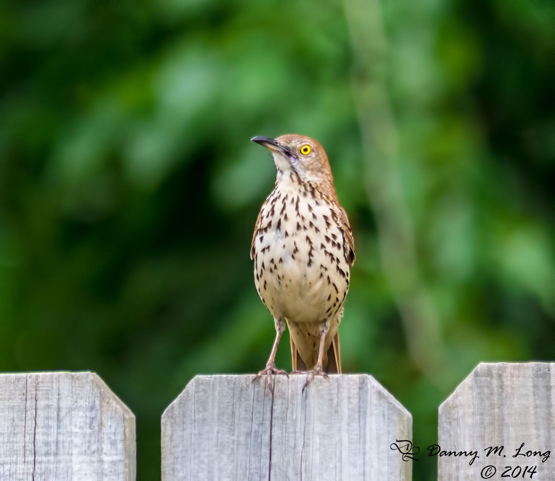 Brown Thrasher  Brown Thrasher,Toxostoma rufum