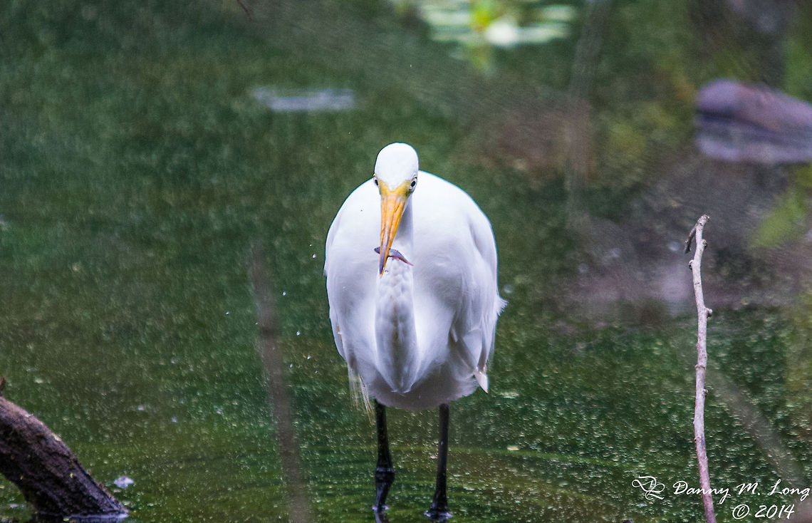 "Go Ahead Make my Day!" Small white egret with fish. Looks like it&#039;s daring me to try and take it. :) Ardea alba modesta,Eastern Great Egret