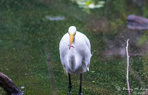 "Go Ahead Make my Day!" Small white egret with fish. Looks like it's daring me to try and take it. :) Ardea alba modesta,Eastern Great Egret