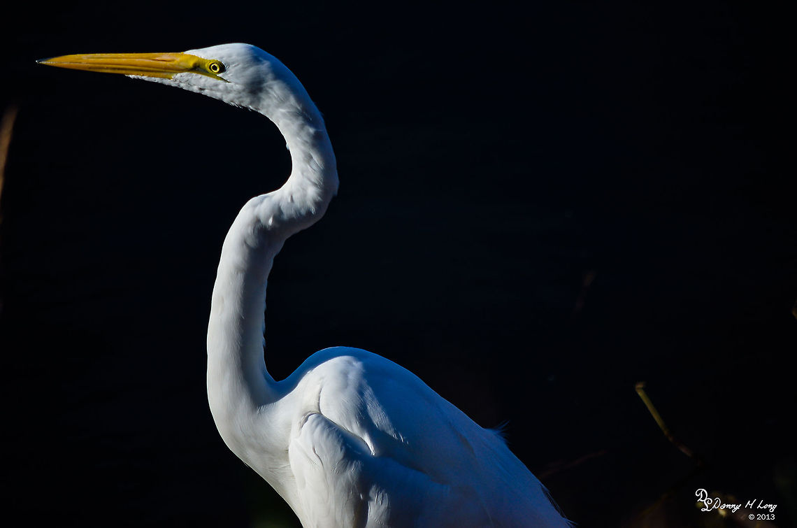 Great White Egret  Ardea alba modesta,Eastern Great Egret