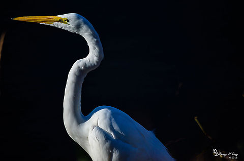 Great White Egret  Ardea alba modesta,Eastern Great Egret