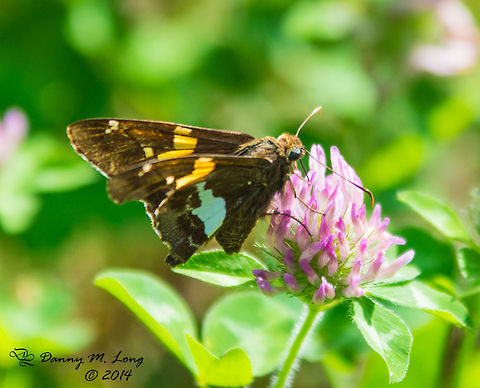 Silver-spotted Skipper - Epargyreus clarus  Epargyreus clarus,Silver-spotted Skipper