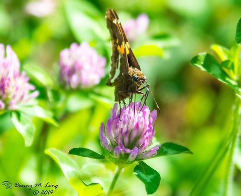 Silver-spotted Skipper - Epargyreus clarus  Epargyreus clarus,Silver-spotted Skipper