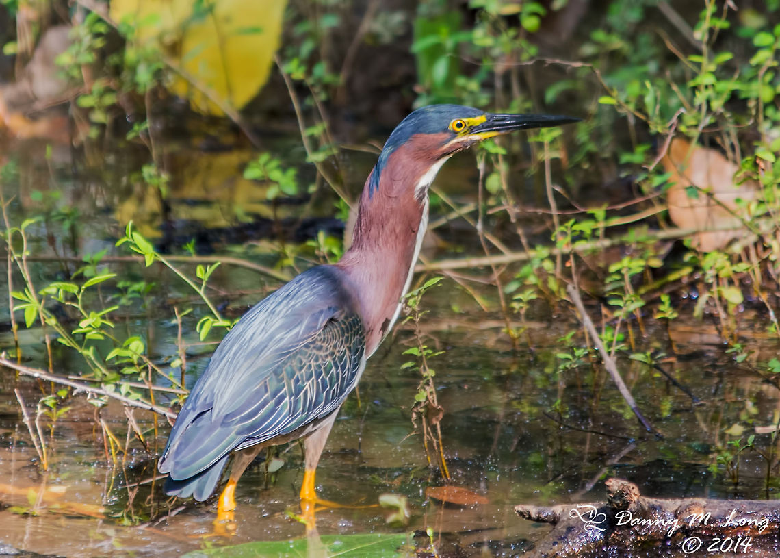 Green Heron  Butorides virescens,Green Heron