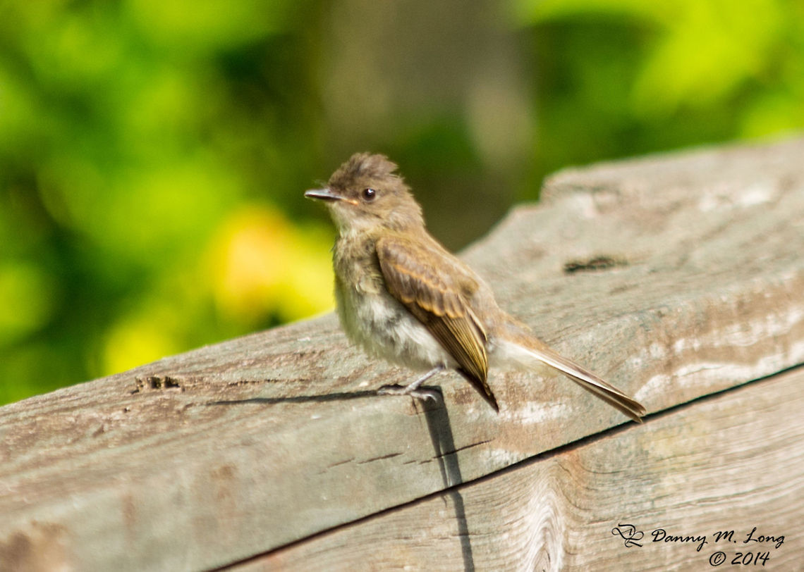 Young Eastern Phoebe  Eastern Phoebe,Sayornis phoebe