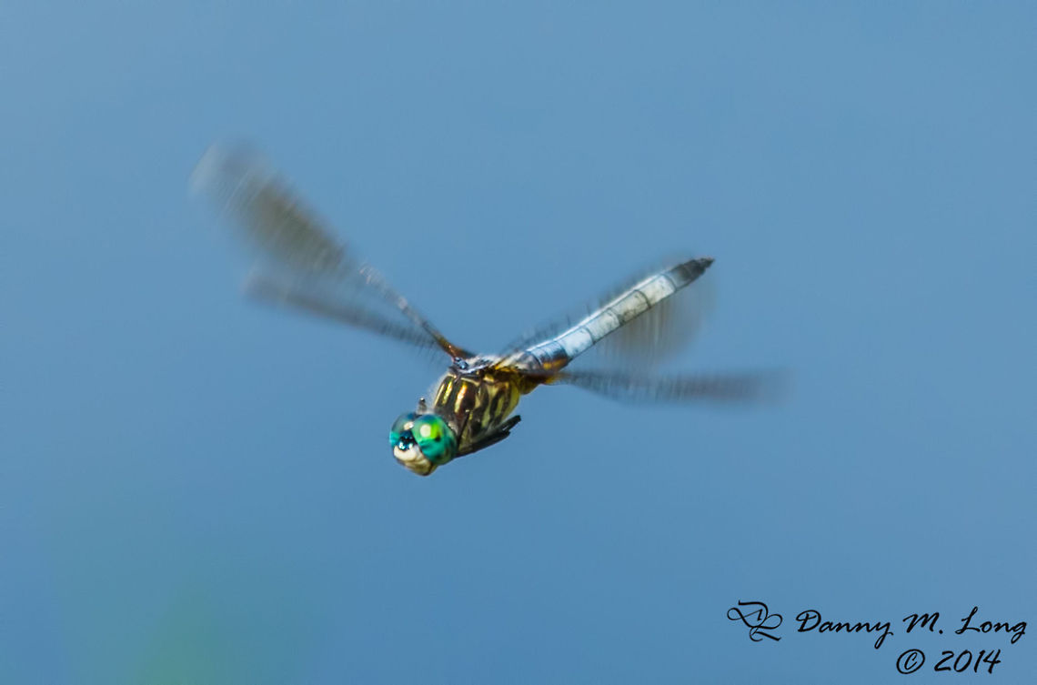 Blue Dasher - male (In flight)  Blue Dasher,Pachydiplax longipennis