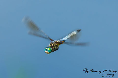 Blue Dasher - male (In flight)  Blue Dasher,Pachydiplax longipennis