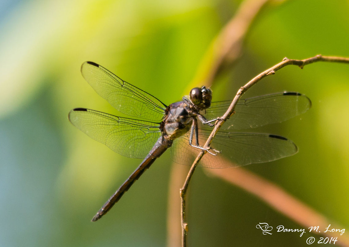 Dragonfly  Libellula incesta,Slaty Skimmer