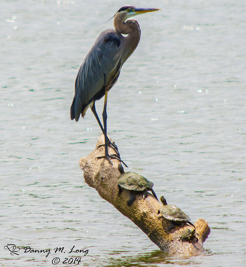 Great Blue Heron and fan club! These slider turtles were lined up smallest to largest right up to the heron's feet I don't know why, but it struck me as funny. Ardea herodias,Great Blue Heron