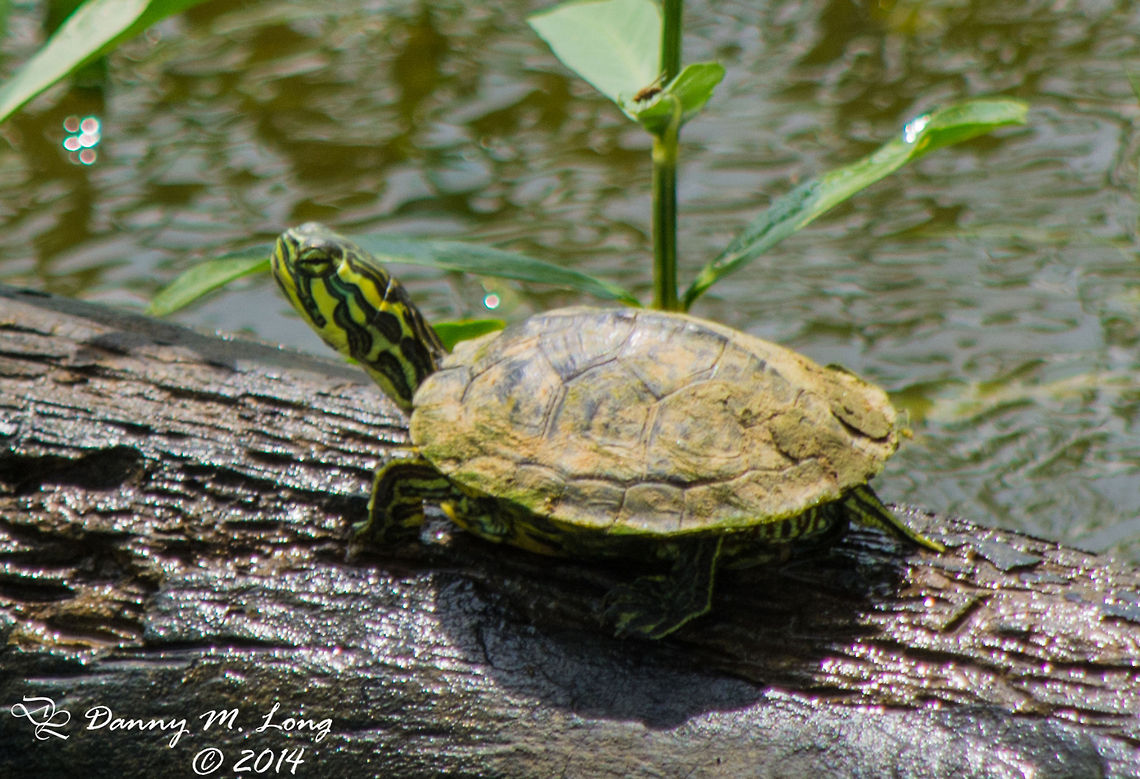 Yellow-bellied slider  Trachemys scripta scripta,Yellow-bellied Slider