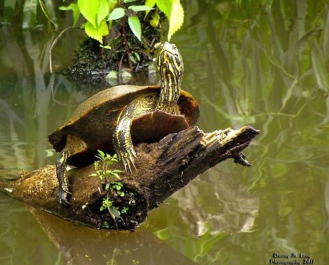 I entitled this "He's entirely too Happy!" Yellow-bellied slider                                Trachemys scripta scripta,Yellow-bellied Slider