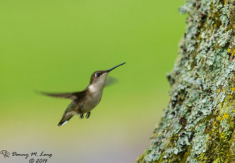 Ruby-throated Hummingbird  Archilochus colubris,Ruby-throated hummingbird