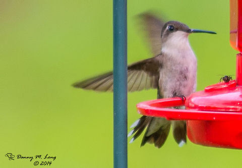Unexpected dinner guest. Ruby-throated Hummingbird Archilochus colubris,Ruby-throated hummingbird