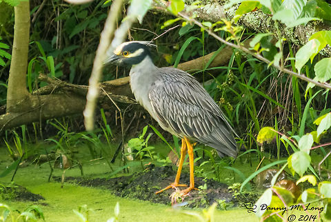 Yellow-crowned Night Heron Just wish that branch hadn't been in the way.  :( Nyctanassa violacea,Yellow-crowned Night Heron