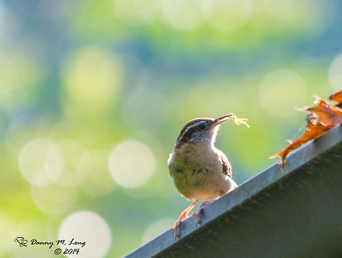 I believe this is a Carolina Wren.  Carolina Wren,Thryothorus ludovicianus
