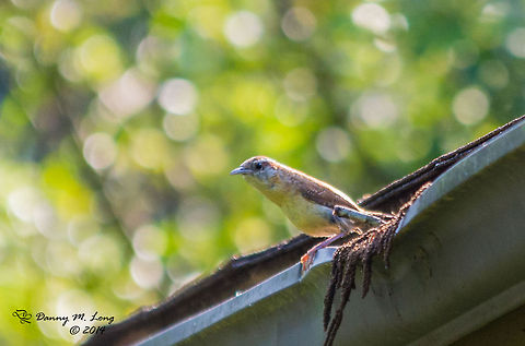 I believe this is an angry looking Carolina Wren.  Carolina Wren,Thryothorus ludovicianus