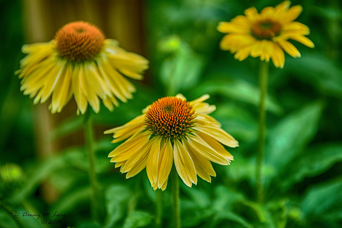 DSC_7215_01  Echinacea paradoxa