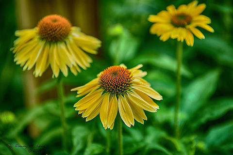 DSC_7215_01  Echinacea paradoxa