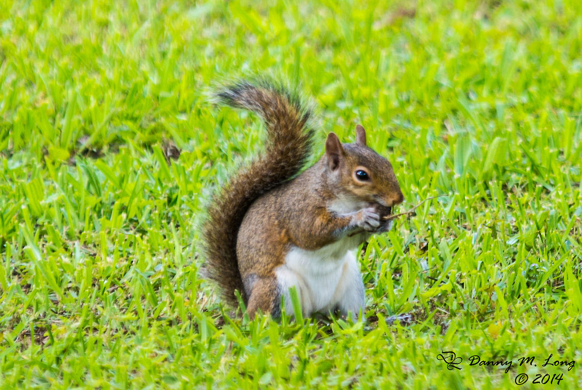 Brown Squirrel having lunch.  Eastern gray squirrel,Sciurus carolinensis